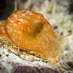Galeommatidae 01